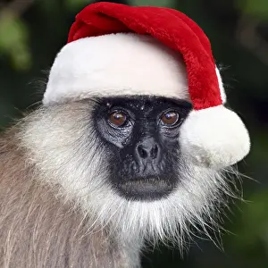 051119: Tufted Grey Langur wearing Christmas hat