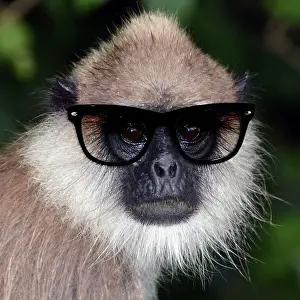 250619: Tufted Grey Langur wearing sunglasses