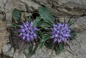 Bob Gibbons: Tufted horned rampion, Physoplexis comosa, in fl