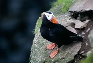 Lunda: Tufted PUFFIN