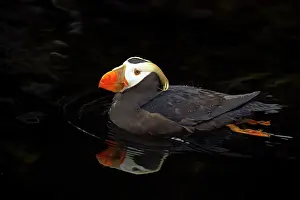 Cirrhata: Tufted Puffin