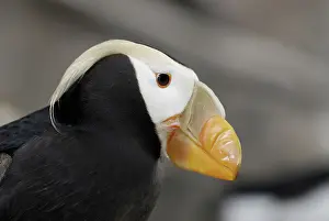 Cirrhata: Tufted Puffin