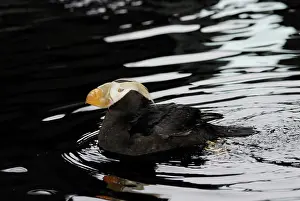 Membrane: Tufted Puffin