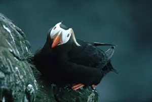 Lunda: Tufted Puffin