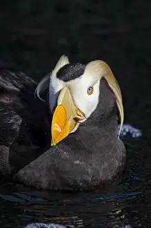 Cirrhata: Tufted puffin (Fratercula cirrhata)