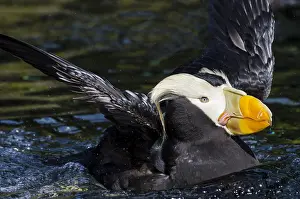 Cirrhata: Tufted puffin (Fratercula cirrhata)