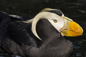 Cirrhata: Tufted puffin (Fratercula cirrhata)