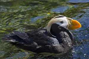 Cirrhata: Tufted puffin (Fratercula cirrhata)