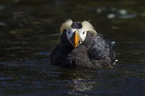 Cirrhata: Tufted puffin (Fratercula cirrhata)