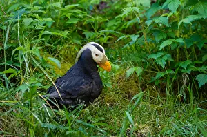 Cirrhata: Tufted puffin (Fratercula cirrhata)