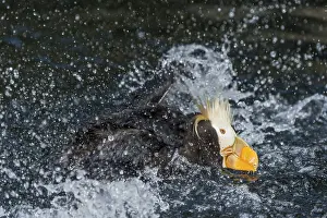 Puffins: Tufted Puffin (Fratercula cirrhata) bathing. Pacific