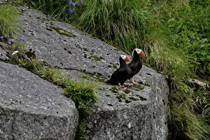 Lunda: Tufted Puffin ( Fratercula cirrhata ) on the shore