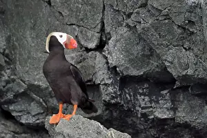 Tufted: Tufted Puffin ( Fratercula cirrhata ) on the shore