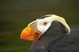 Cirrhata: Tufted Puffin - Head detail