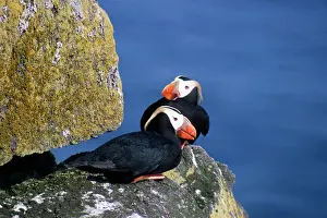 Lunda: Tufted Puffin - pair