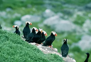 Lunda: Tufted PUFFIN - Small group