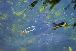 Cirrhata: Tufted Puffin - swimming underwater