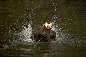 Cirrhata: Tufted Puffin - Washing