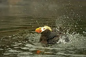 Cirrhata: Tufted Puffin - Washing