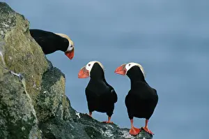 Lunda: Tufted Puffins