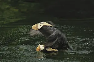 Lunda: Tufted Puffins Mating
