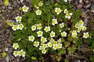 Saxifrage: Tufted saxifrage