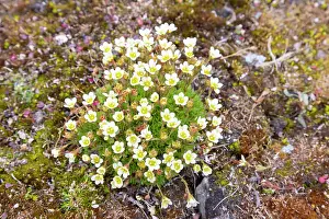 Herbaceous: Tufted Saxifrage