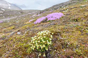 Herbaceous: Tufted Saxifrage