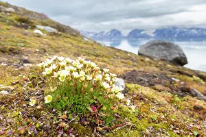 Herbaceous: Tufted Saxifrage