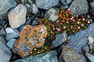 Tufted: Tufted saxifrage {Saxifraga cepitosa}, in flower