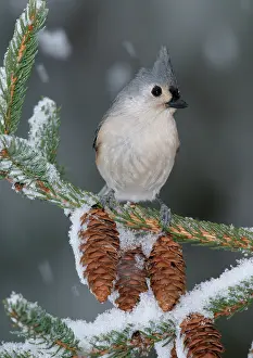 Titmouse: Tufted Titmouse
