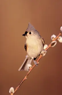 Titmouse: Tufted Titmouse