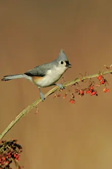 Titmouse: Tufted Titmouse