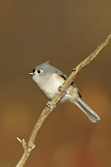 Titmouse: Tufted Titmouse