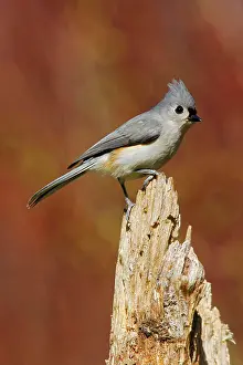 Titmouse: Tufted Titmouse