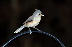 Titmouse: Tufted Titmouse