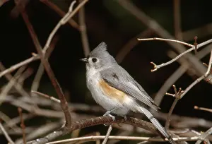 Tufted: Tufted Titmouse