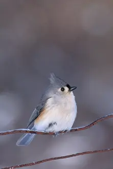 Warmth: Tufted Titmouse