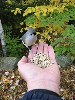 Tufted: Tufted Titmouse