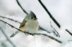 Titmouse: Tufted TITMOUSE - on branch in snow