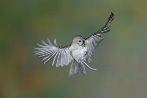 Titmouse: Tufted Titmouse in flight