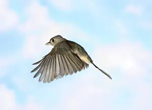 Titmouse: Tufted Titmouse in Flight