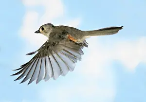 Titmouse: Tufted Titmouse in Flight