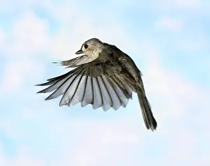 Titmouse: Tufted Titmouse in Flight