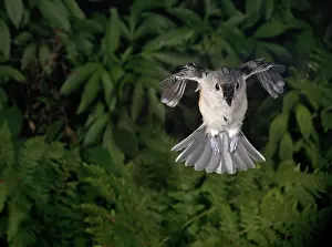 Titmouse: Tufted Titmouse in Flight