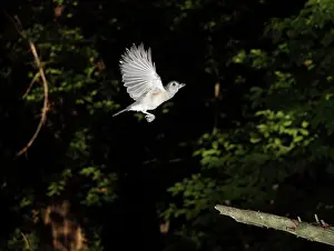 Tufted: Tufted Titmouse in Flight