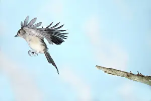 Tufted: Tufted Titmouse in Flight