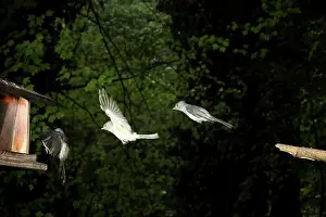 Flash: Tufted Titmouse in Flight