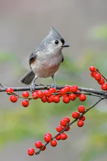 Kentucky: Tufted titmouse and red berries, Kentucky