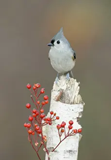 Titmouse: Tufted Titmouse - on tree stump, with berries